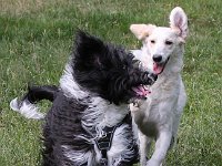 Puppys van Bliss040622-0092